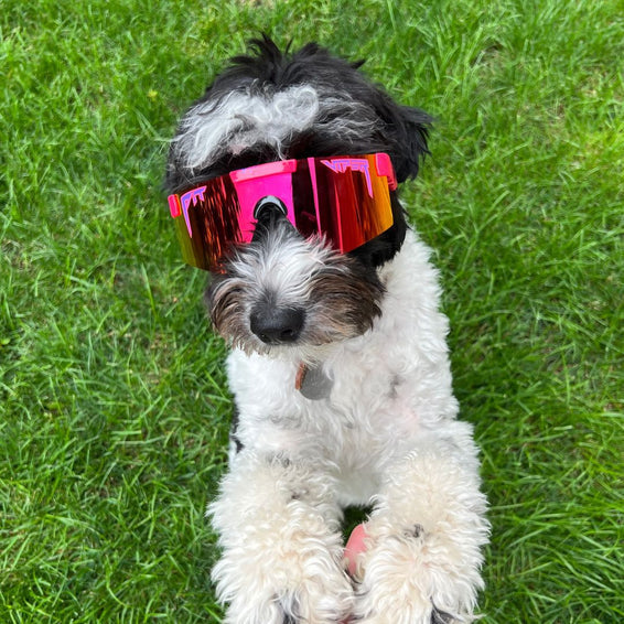 PIT VIPER THE RADICAL THE PIT VIPER XS SUNGLASSES
